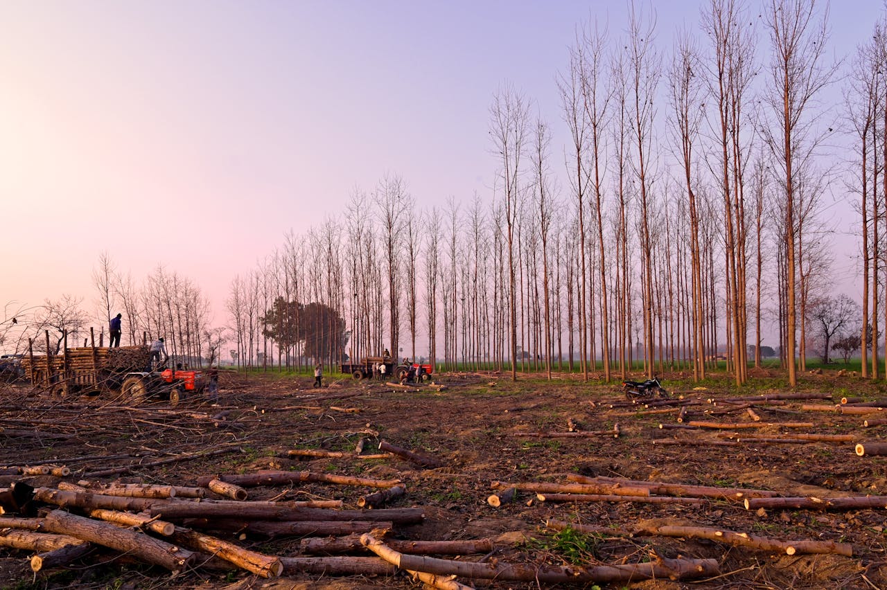 gallery-4 A clearcut logging site in Ludhiana, India, showcasing timber collection and deforested landscapes.