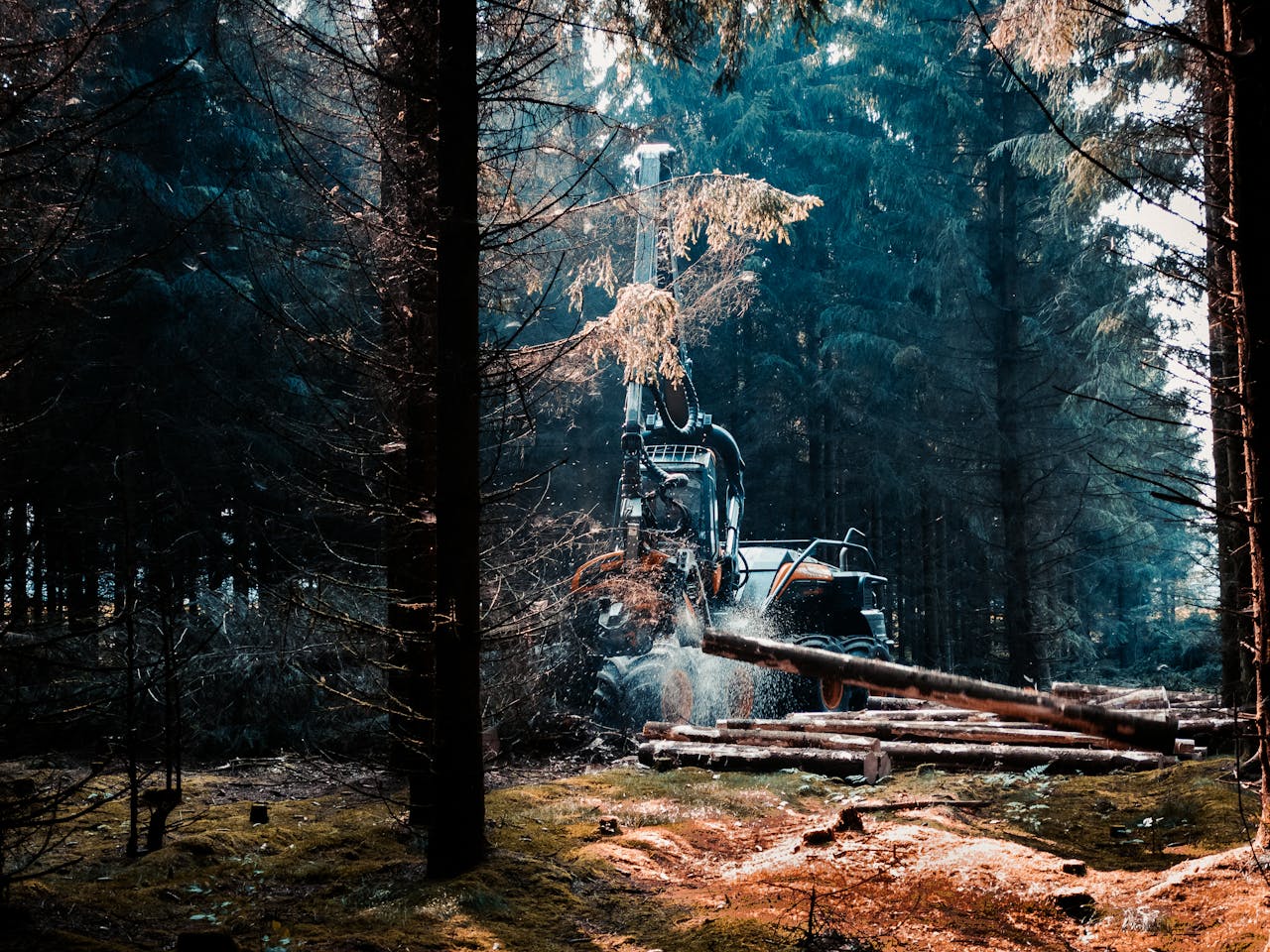 services-03 A forest machine actively cutting trees in a dense woodland area in Denmark.