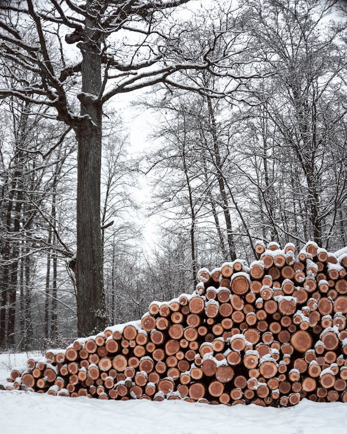 why-choose-us Snow-covered logs stacked in a tranquil winter forest scene in Germany.